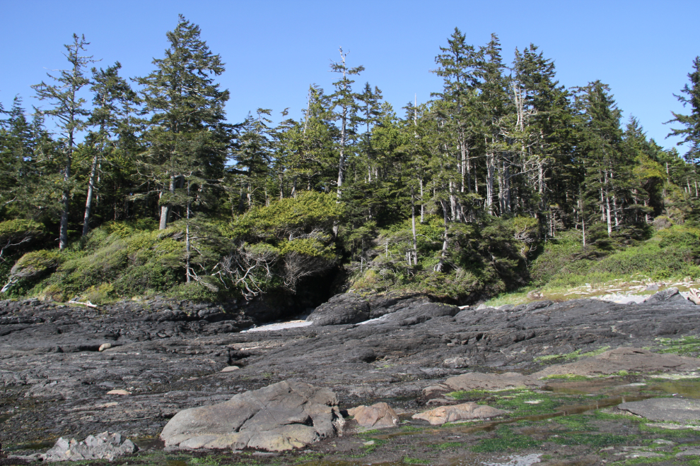 Forest at Botanical Beach, BC