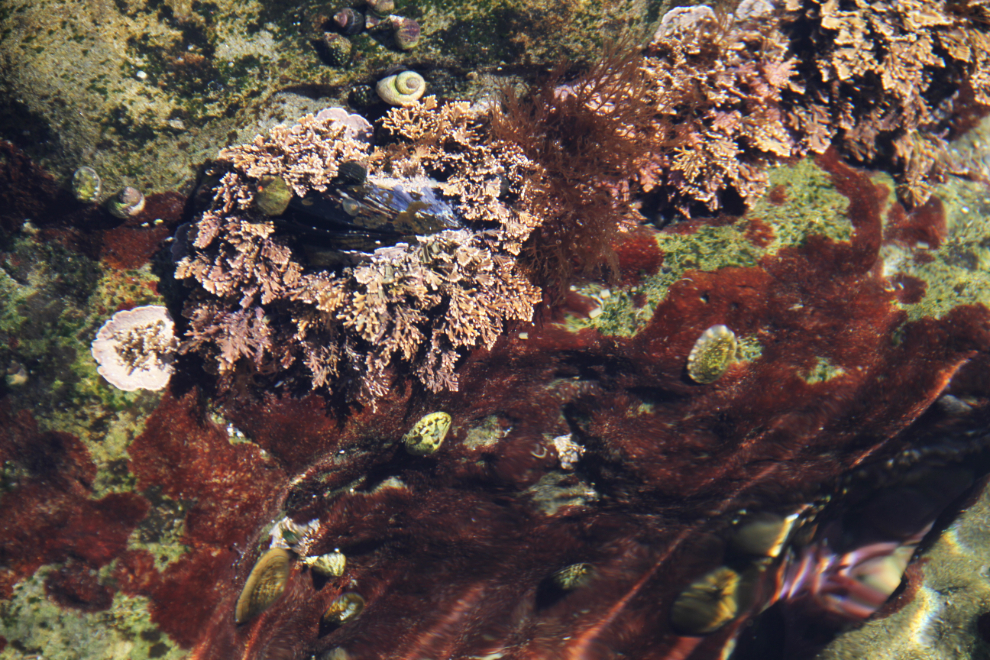 Tidepool at Botanical Beach, BC