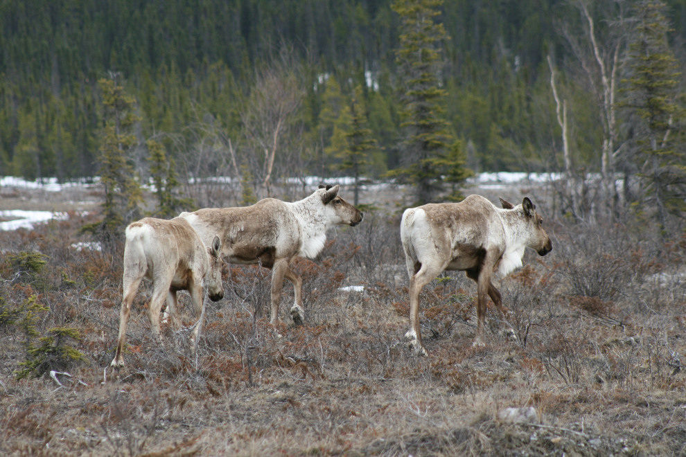 Caribou along the Alaska Highway in early May
