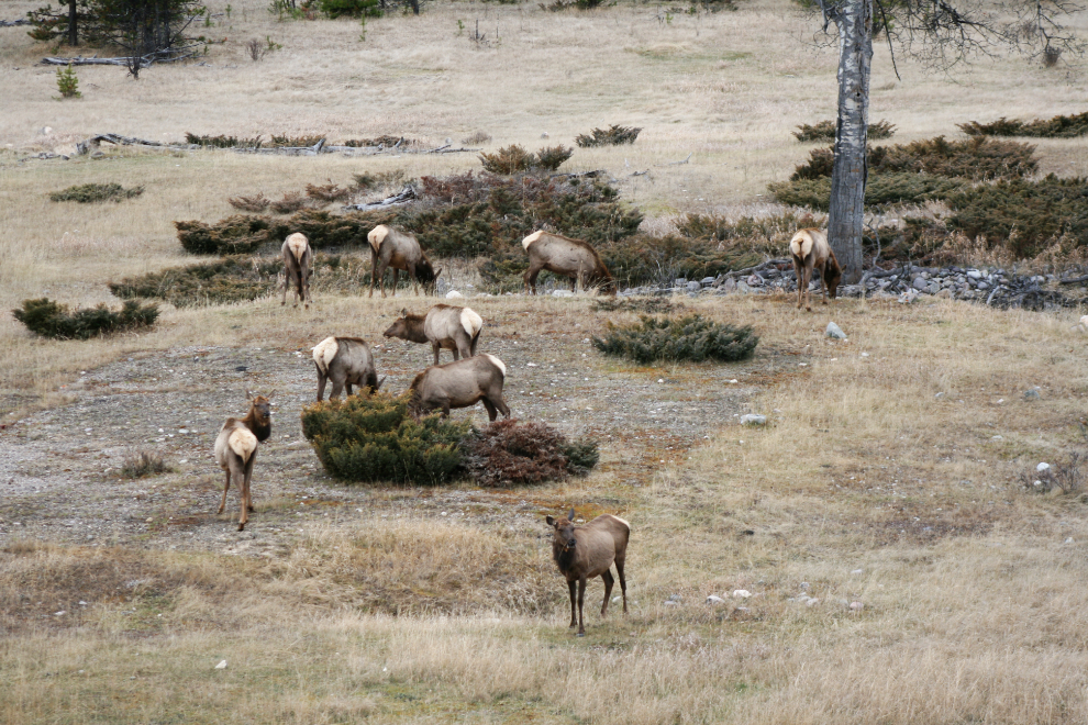 A herd of elk beside the Icefields Parkway