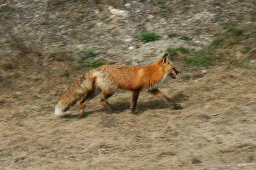 Red fox  along the Alaska Highway in early May