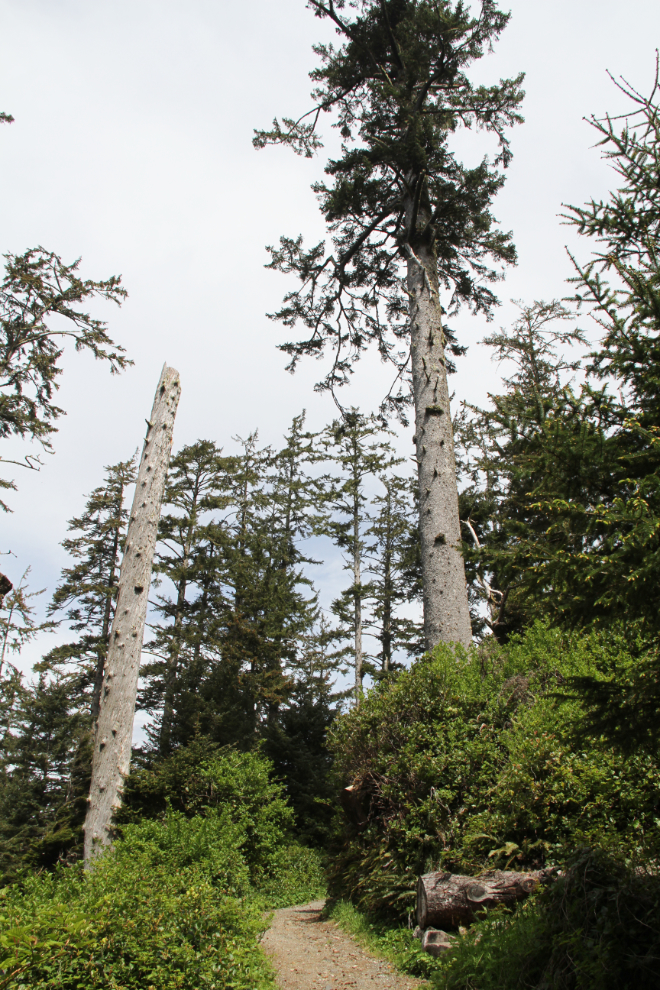 Huge trees at Green Point Campground, Pacific Rim National Park