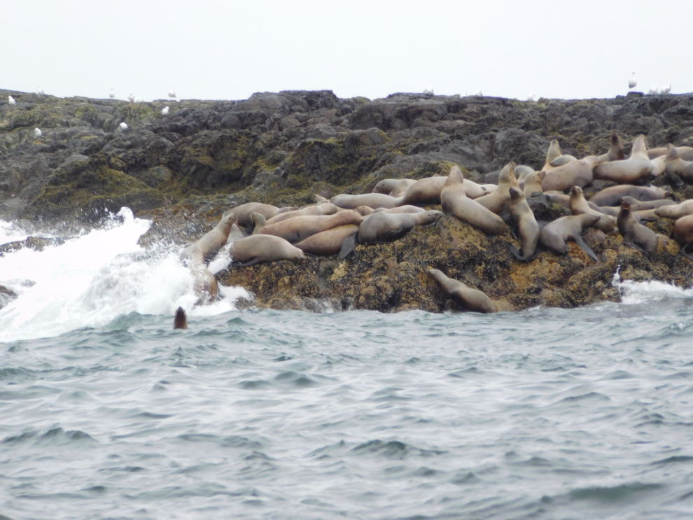 Steller sea lions on Cleland Island north of Tofino, BC