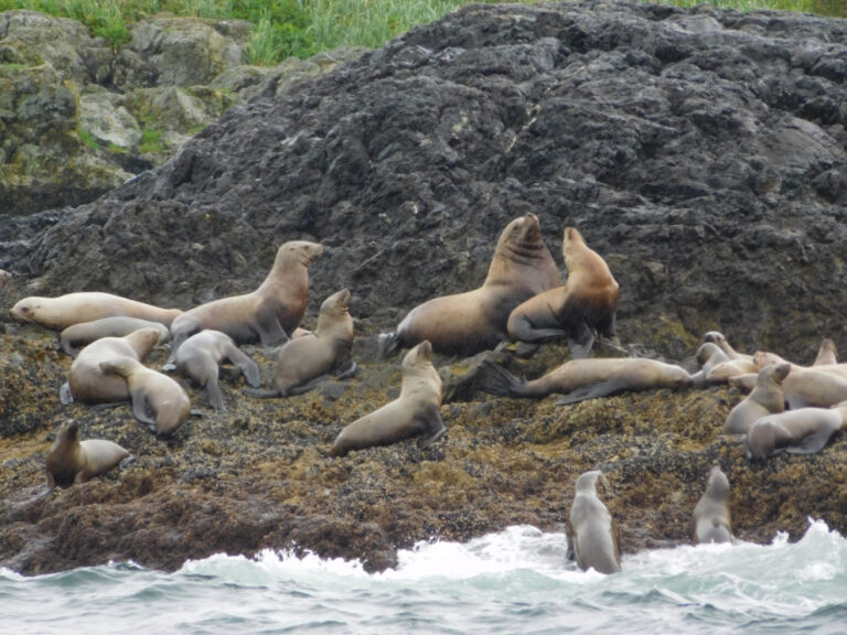 A Boat Tour To Hot Springs Cove, Maquinna Marine Provincial Park – The ...