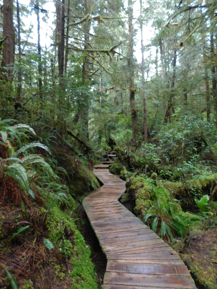 he boardwalk and old-growth forest at Hot Springs Cove, BC