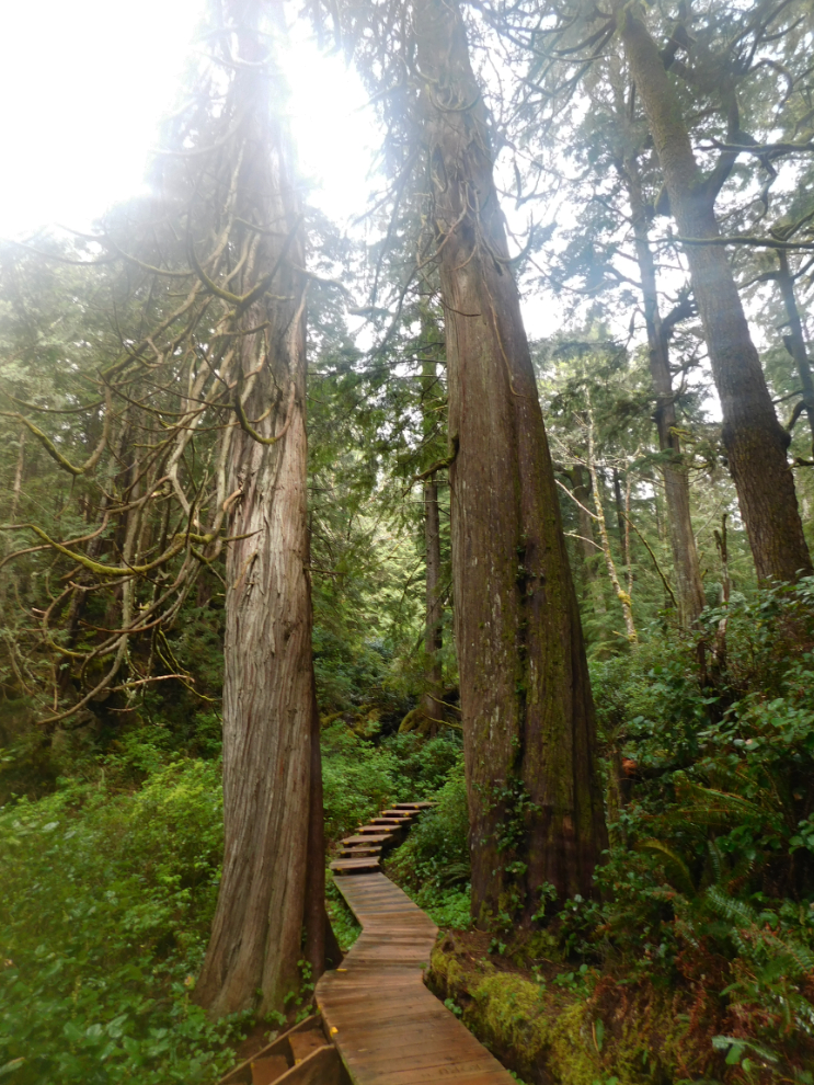 The boardwalk and old-growth forest at Hot Springs Cove, BC