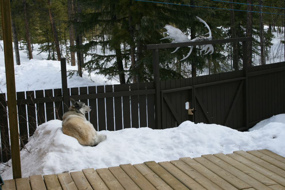 My wolf hybrid, Kayla, enjoying the Spring sun from her 6-foot-high snow pile