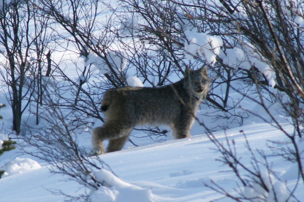 Lynx at Tutshi Lake, BC