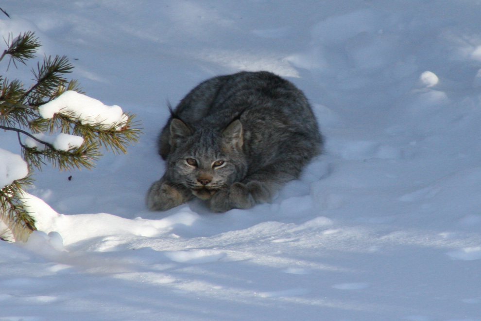 Lynx at Tutshi Lake, BC