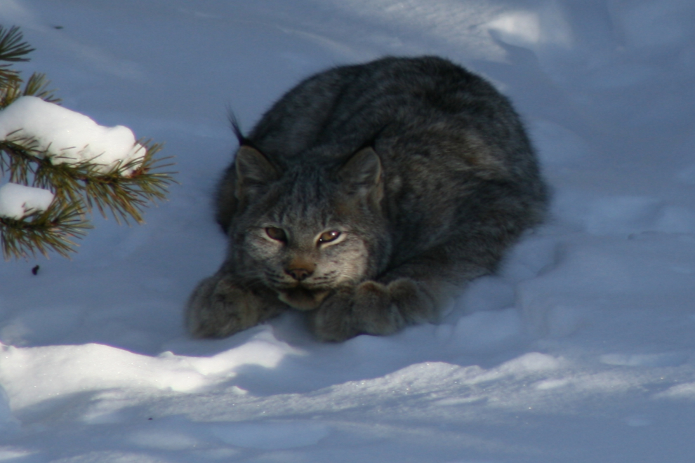 Lynx at Tutshi Lake, BC