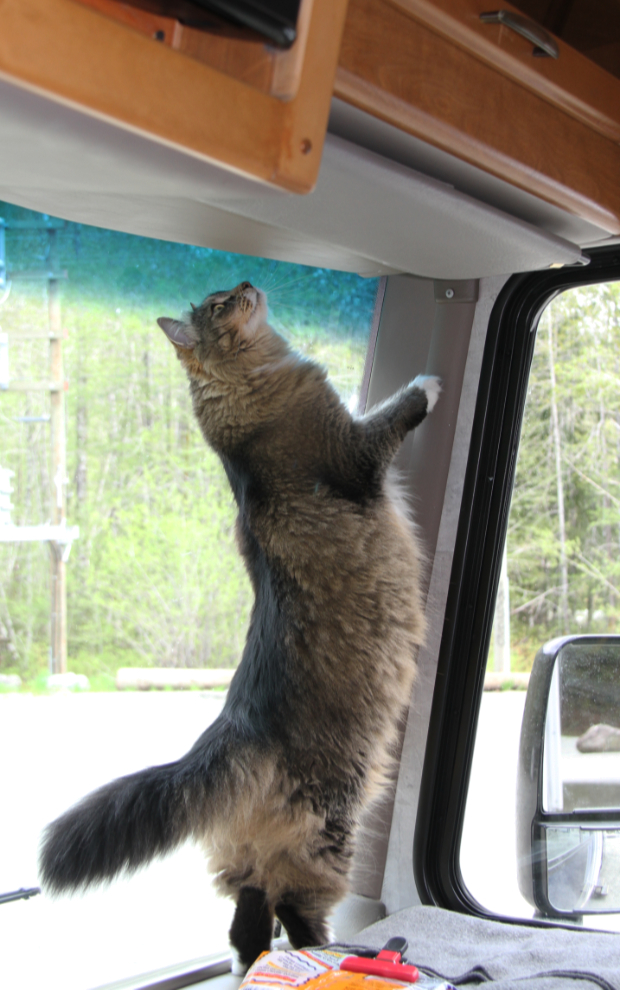 My cat Molly catching bugs in the RV