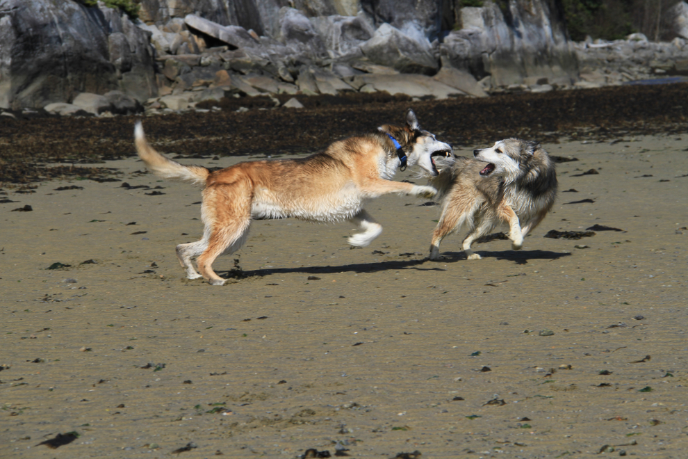 Dogs playing on the beach at Dyea, Alaska