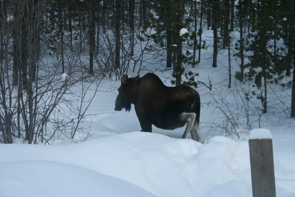 A cow moose seen from our bedroom window