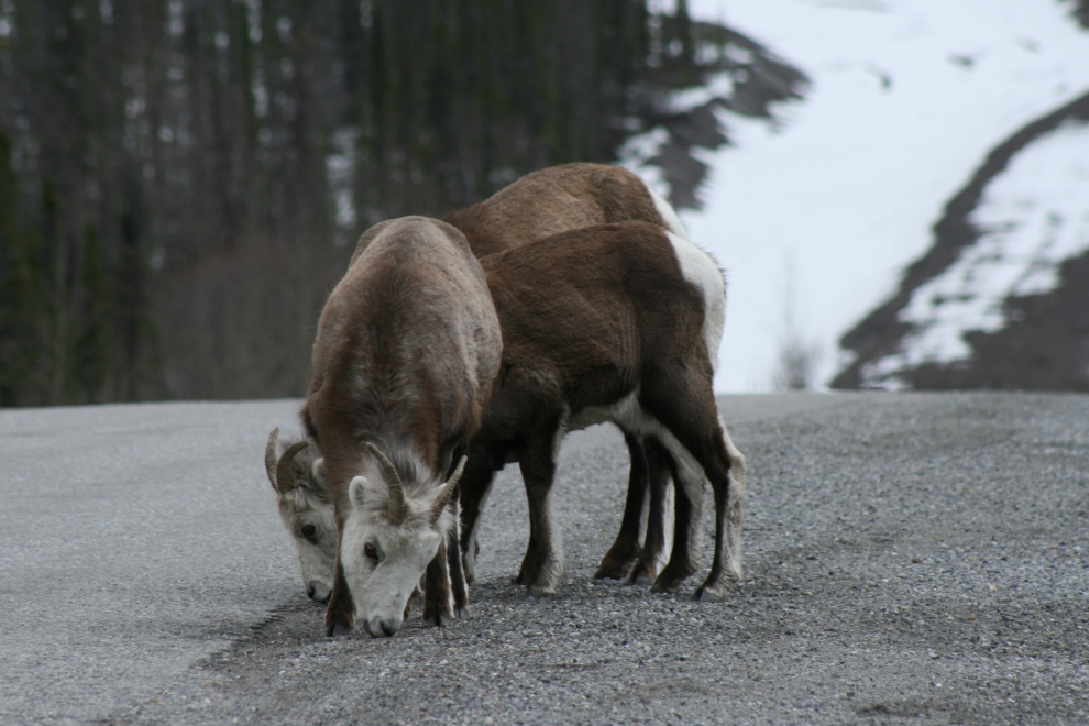 Rocky Mountain sheep at Muncho Lake on the Alaska Highway in early May