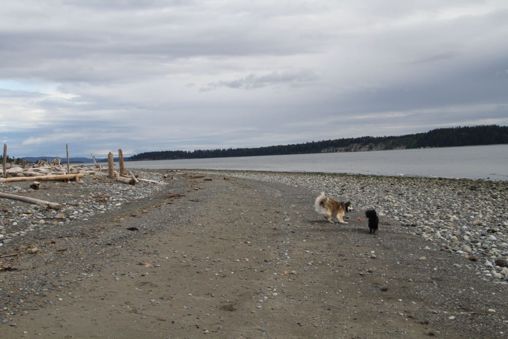 Dogs playing at Island View Beach Park, BC