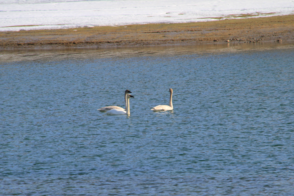 Migrating swans on the Nares River at Carcross