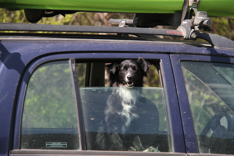 My little dog Tucker on a a backroad outing in the Chevy Tracker