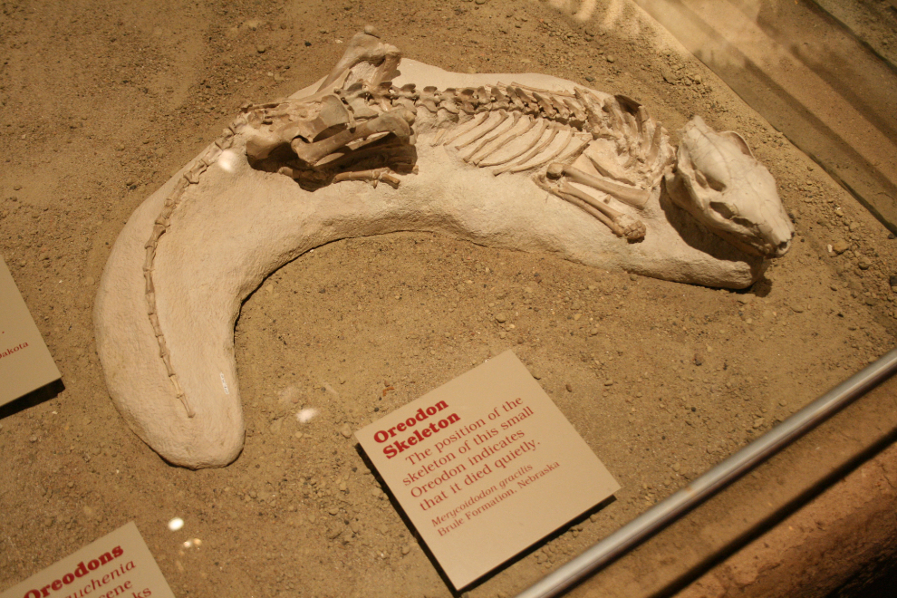 A little oreodon that died in its sleep, at the Tyrrell Museum