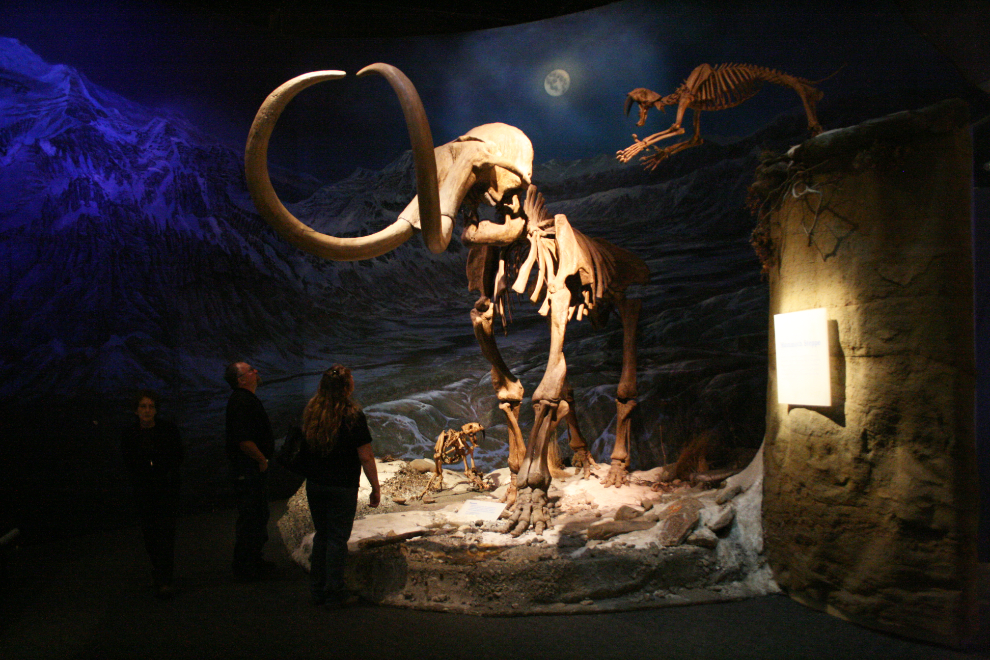 A night-time attack on a mammoth by two sabre-tooth cats, at the Tyrrell Museum