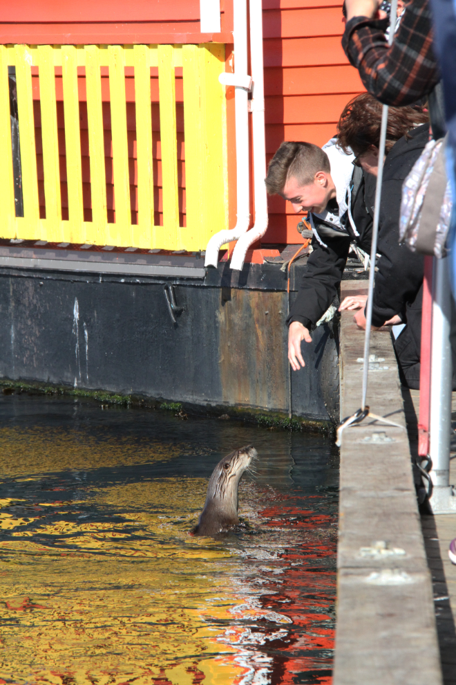 Otter at Fisherman's Wharf in Victoria, BC