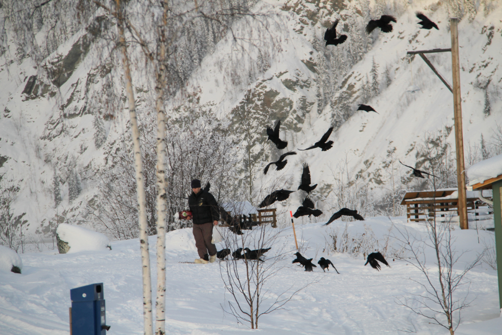 Feeding ravens on the dyke at Dawson City