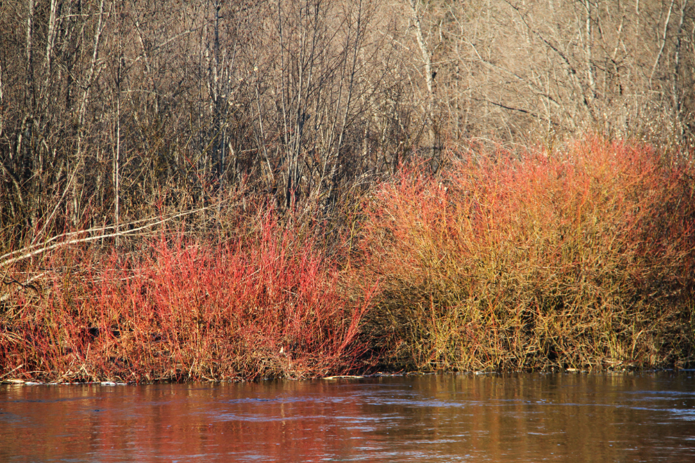 Red willows along the Crooked River, BC