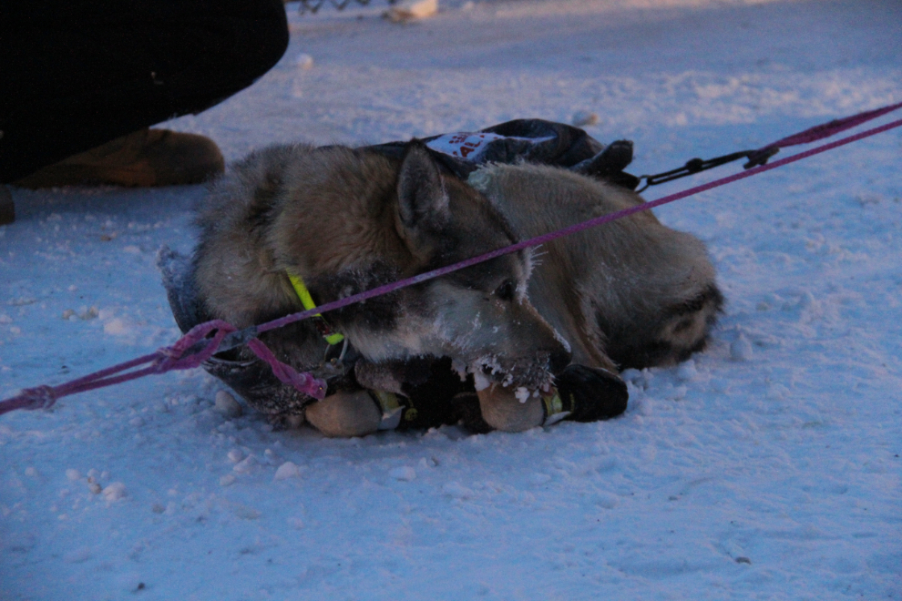 One of Torsten Kohnert's huskies at the Dawson City checkpoint of the Yukon Quest