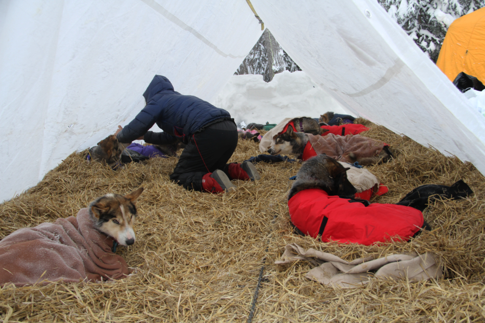 Ed Hopkins' Yukon Quest dog camp at Dawson City