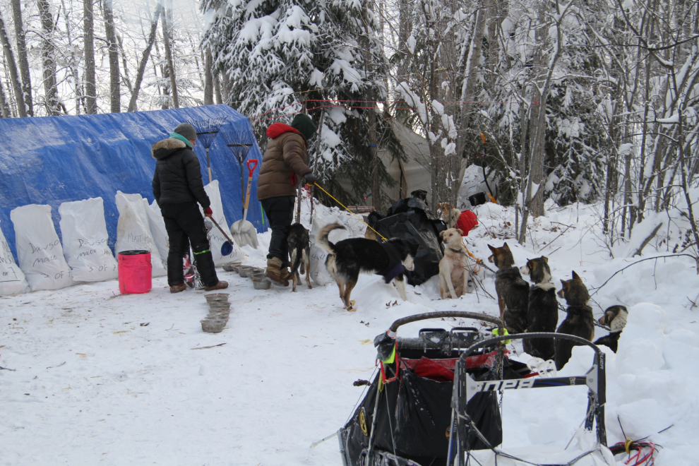 Matt Hall's dog camp at Dawson City