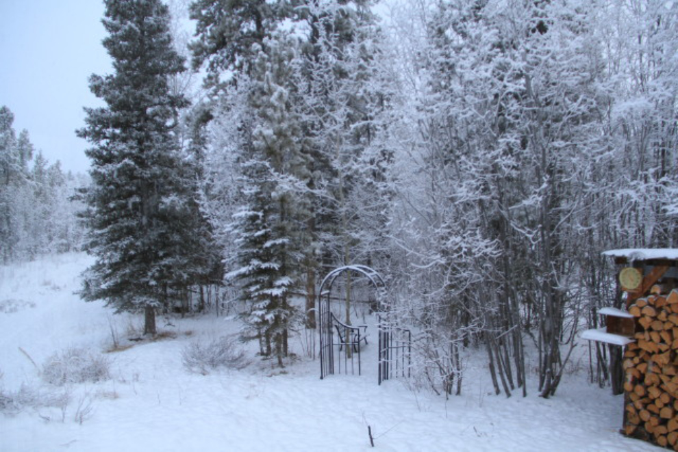 Fresh snow on our property in Whitehorse, Yukon