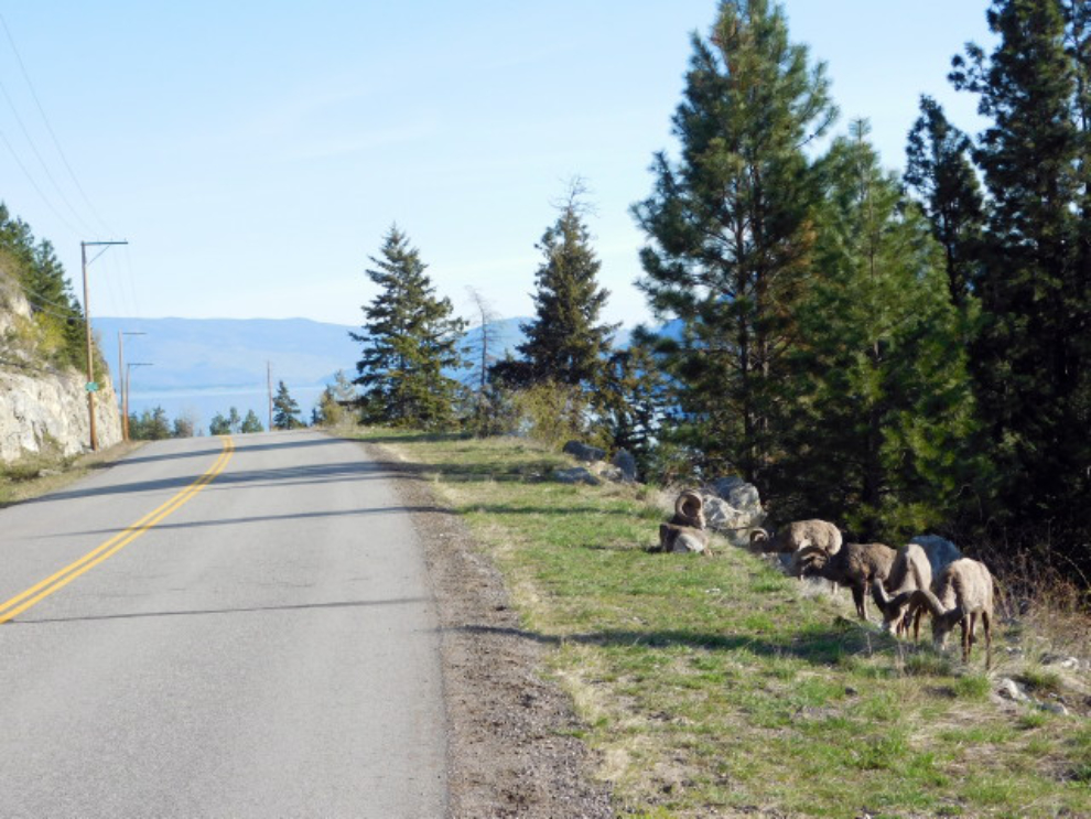 California bighorn sheep are commonly seen along Westside Road