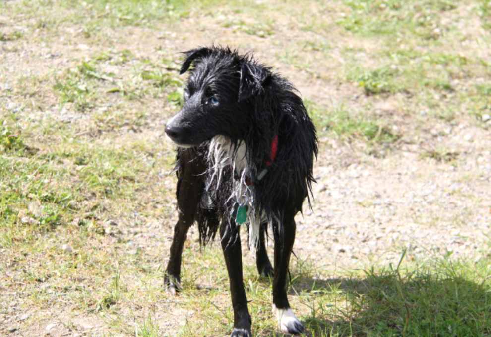 Wet puppy