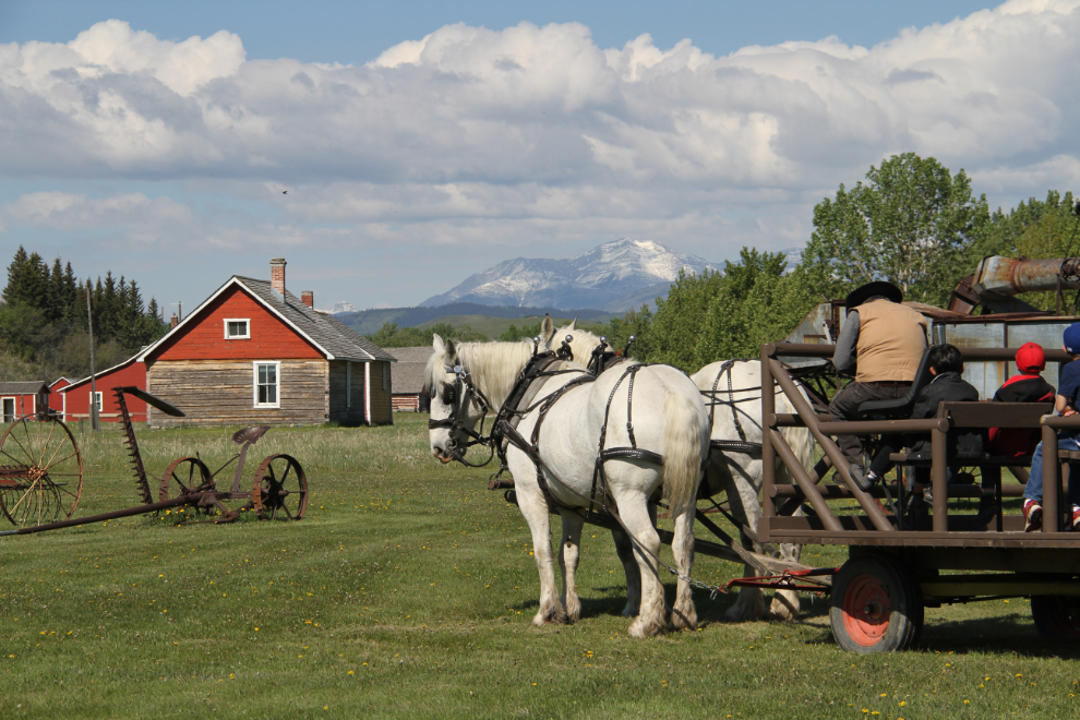  Percheron draft horse at the Bar U Ranch