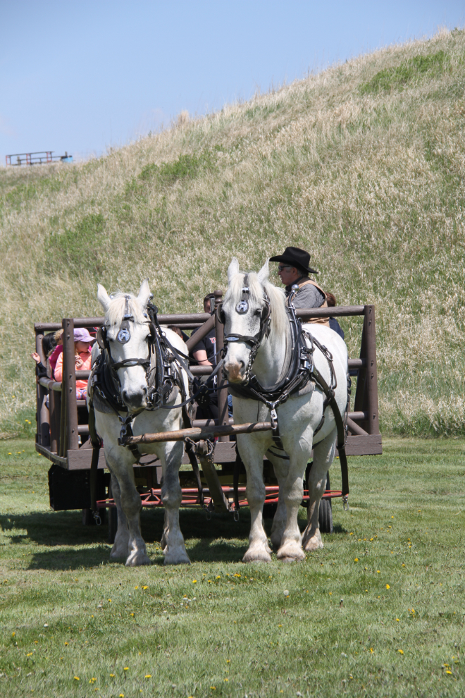 Percheron draft horses at the Bar U Ranch National Historic Site, Alberta