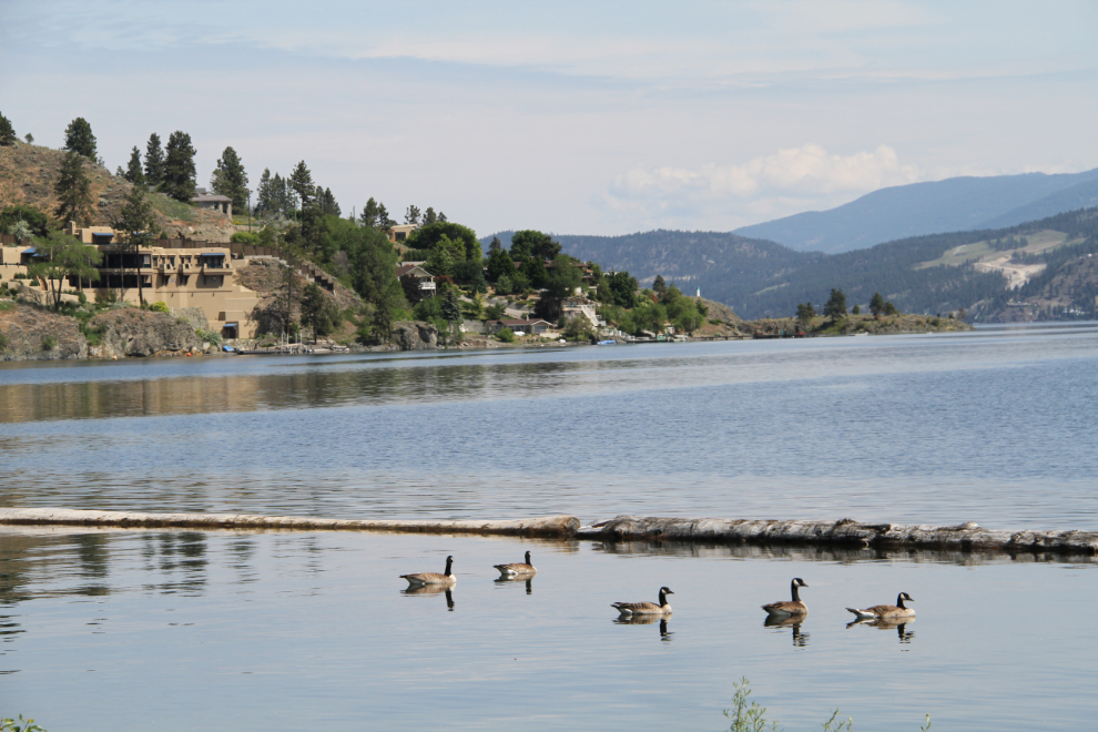 Canada geese at Bear Creek Provincial Park, BC