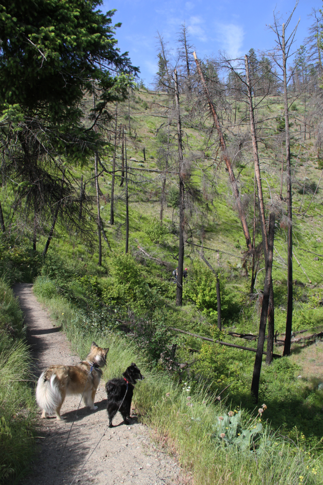 Walking dogs in Bear Creek Provincial Park, BC