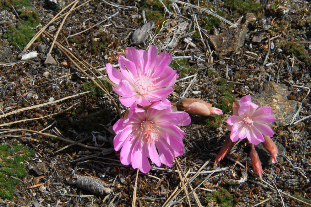 Flowers in Bear Creek Provincial Park, BC
