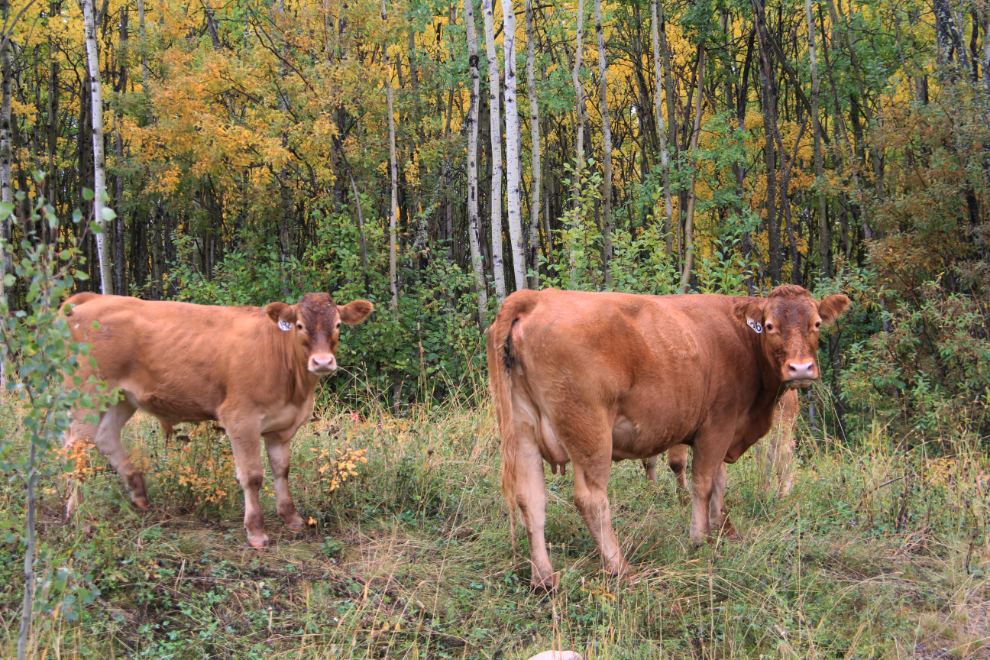 Cows at Bear Mountain Wind Park, Dawson Creek, BC