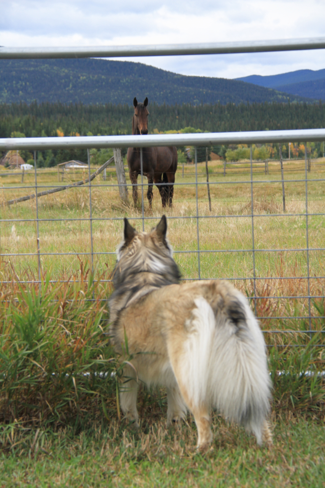 Dog and horse at the Hinton/Jasper KOA campground