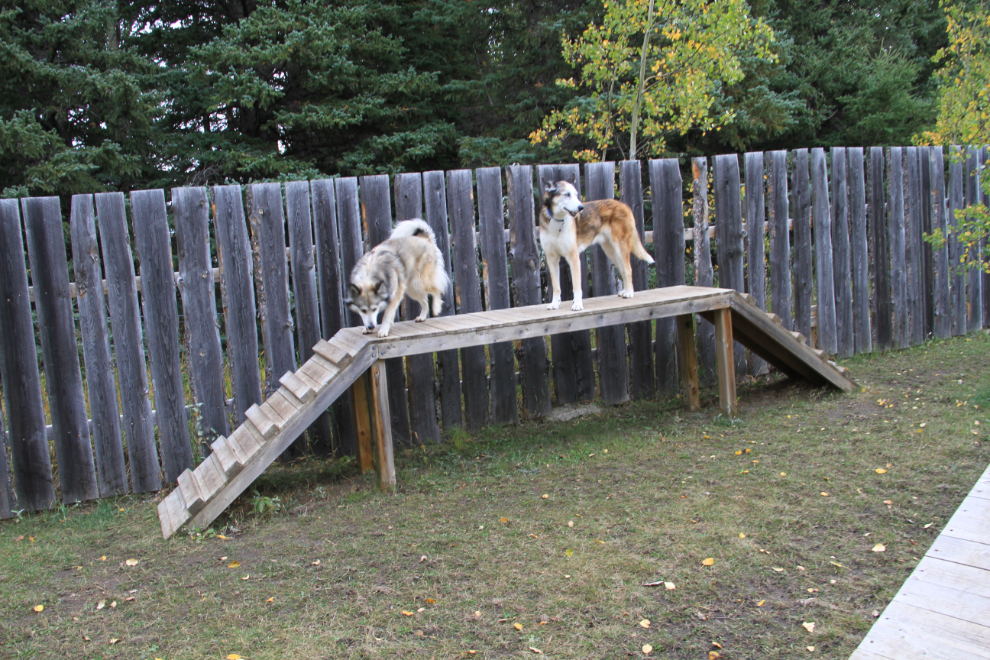 Kamp K9 agility course at the Hinton/Jasper KOA campground