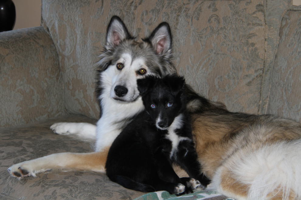 Our dogs Bella and Tucker