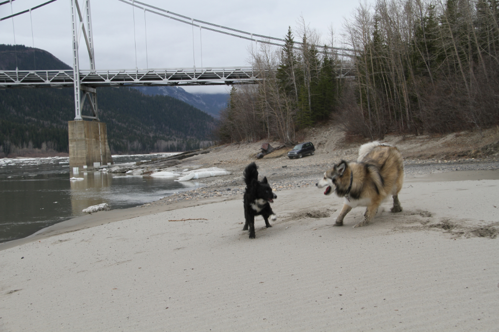 Dogs playing along the Liard River in late April