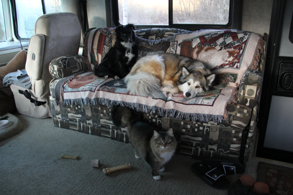 My cat and dogs having a peaceful morning in the RV