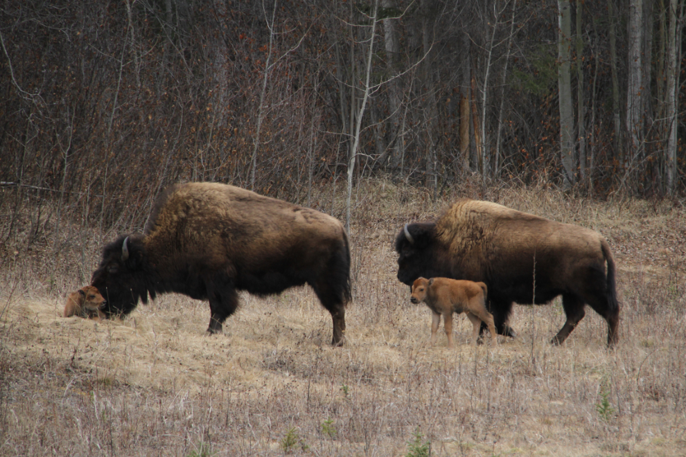 Bison with calves in Liard River Hot Springs Provincial Park in late April. Photo by Murray Lundberg.
