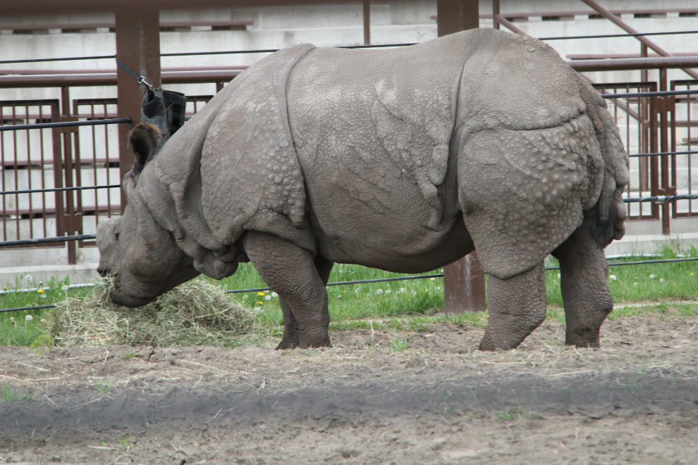 A rhinoceros at the Calgary Zoo