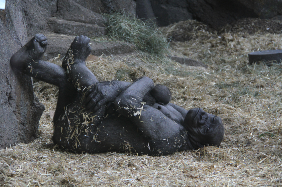 Gorilla with her new baby at the Calgary Zoo