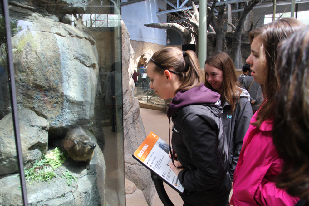Rock hyrax at the Calgary Zoo