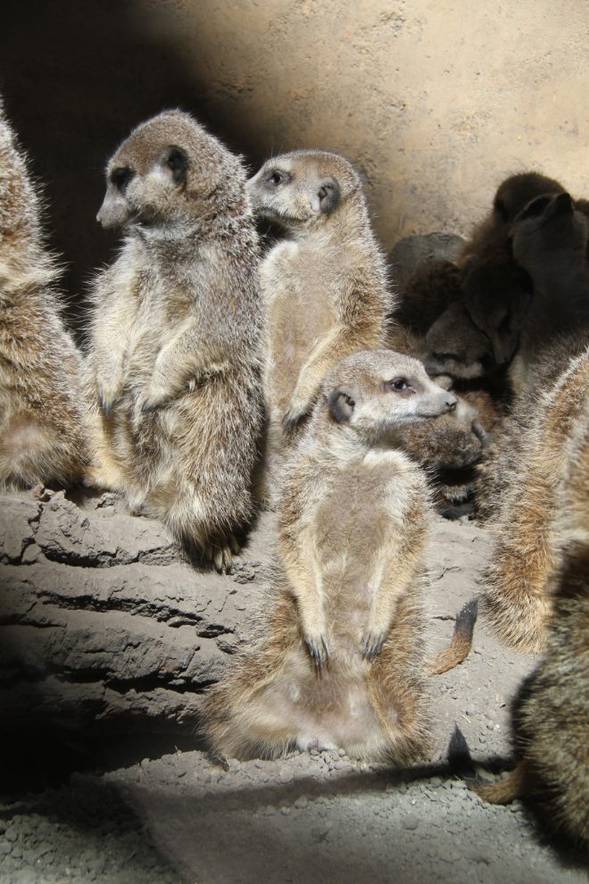 Meerkats at the Calgary Zoo
