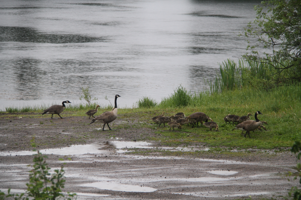 Canada geese at Burns Lake