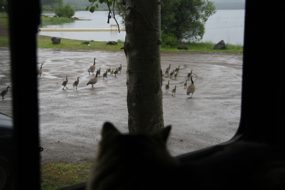 Cat watching Canada geese at Burns Lake